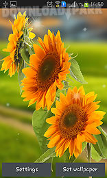 sunflower by creative factory wallpapers