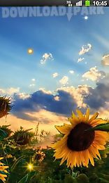sunflower sunset