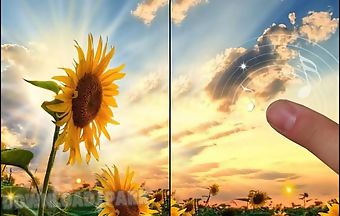 Sunflower sunset