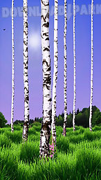 birch wood