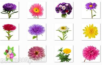 Aster flowers onet classic game