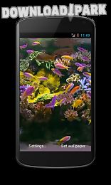 aquarium video live wallpaper