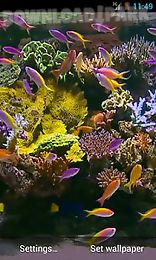 aquarium video live wallpaper