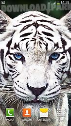 white tiger live wallpaper