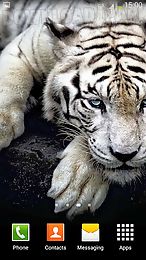 white tiger live wallpaper