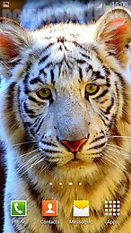 white tiger live wallpaper