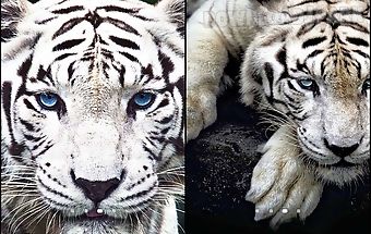 White tiger live wallpaper