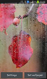 rainy autumn