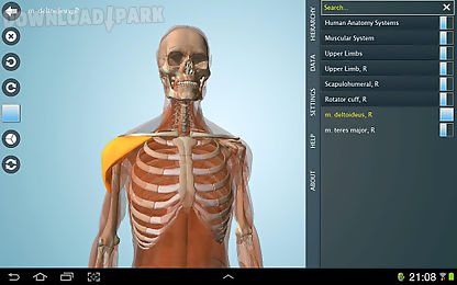 anatomy 3d - anatronica