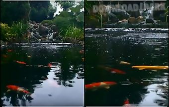 Real pond with koi