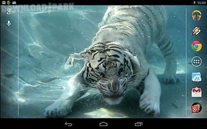 underwater tiger