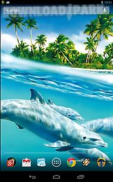 magic touch: dolphins