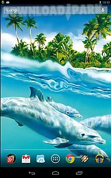 magic touch: dolphins