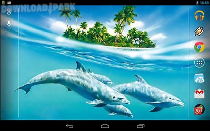 magic touch: dolphins