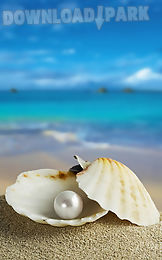 seashells live wallpaper