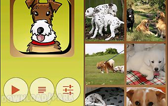 Doggies slider photo puzzle