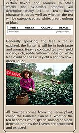 tea guide