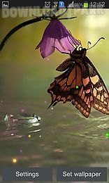 best butterfly