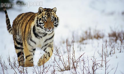 tiger hd lwp lite