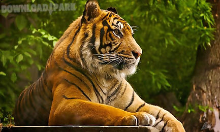 tiger hd lwp lite