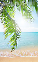 tropical beach live wallpaper