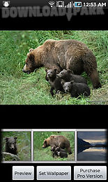 katmai bears