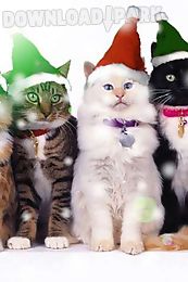 3 christmas cats live wallpaper