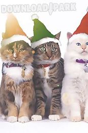 3 christmas cats live wallpaper