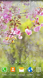 sakura gardens