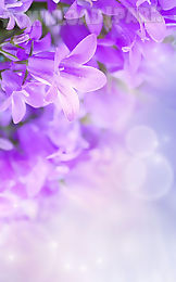 lilac flowers live wallpaper
