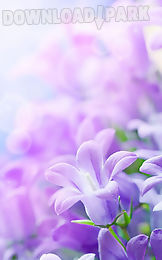 lilac flowers live wallpaper