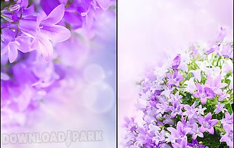 Lilac flowers live wallpaper