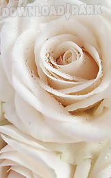 rose macro