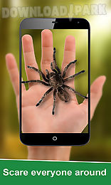 funny spider on hand