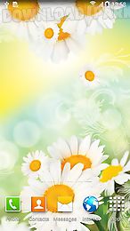 daisies by live wallpapers