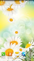 daisies by live wallpapers