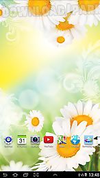 daisies by live wallpapers