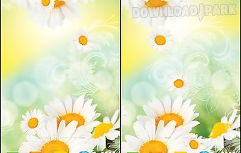 Daisies by live wallpapers
