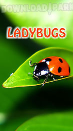 ladybugs