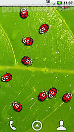 ladybugs