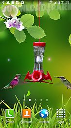 hummingbirds wallpaper