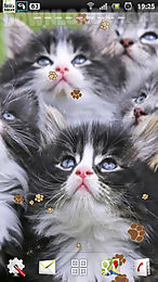 kitten live wallpaper