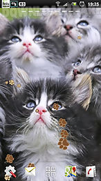 kitten live wallpaper