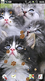 kitten live wallpaper