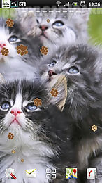 kitten live wallpaper