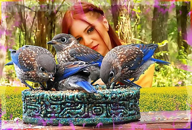 3d birds live wallpaper