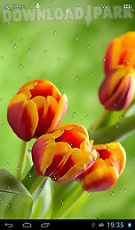 drops on tulips