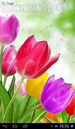 drops on tulips