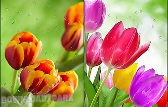 Drops on tulips
