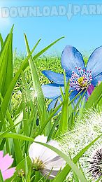 summer flowers